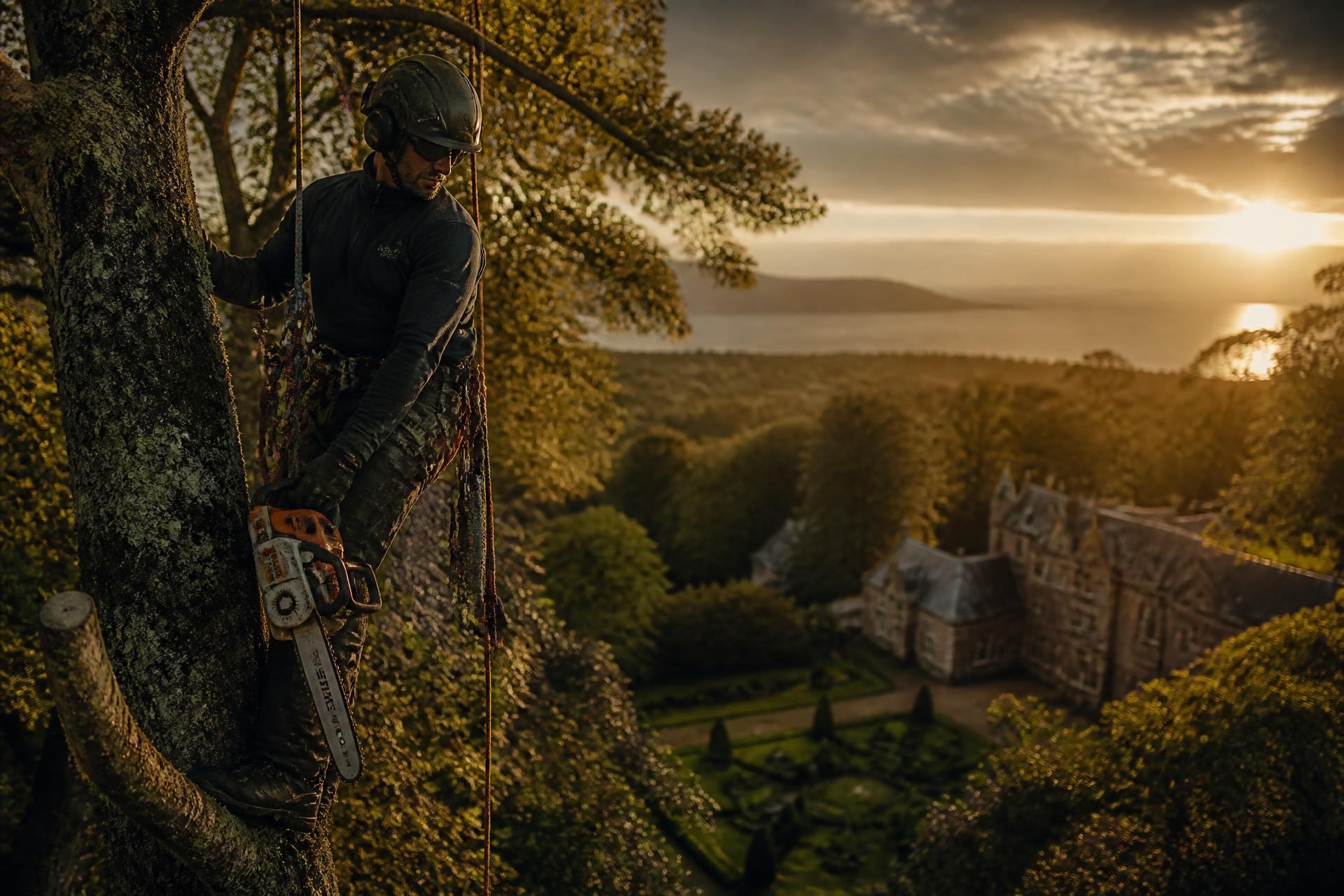 Professional arborist working at golden hour over a Scottish estate